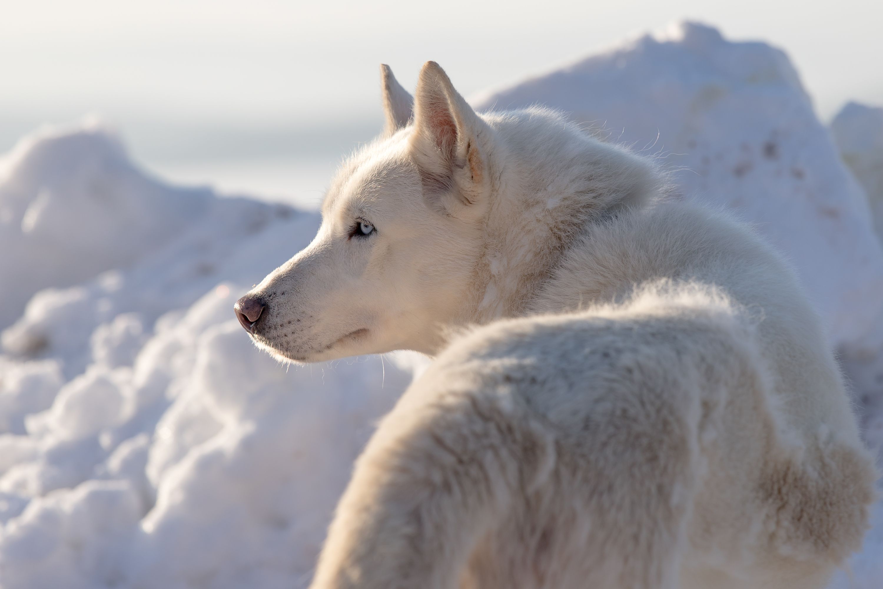 husky na snehu